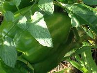 Green Bell Pepper