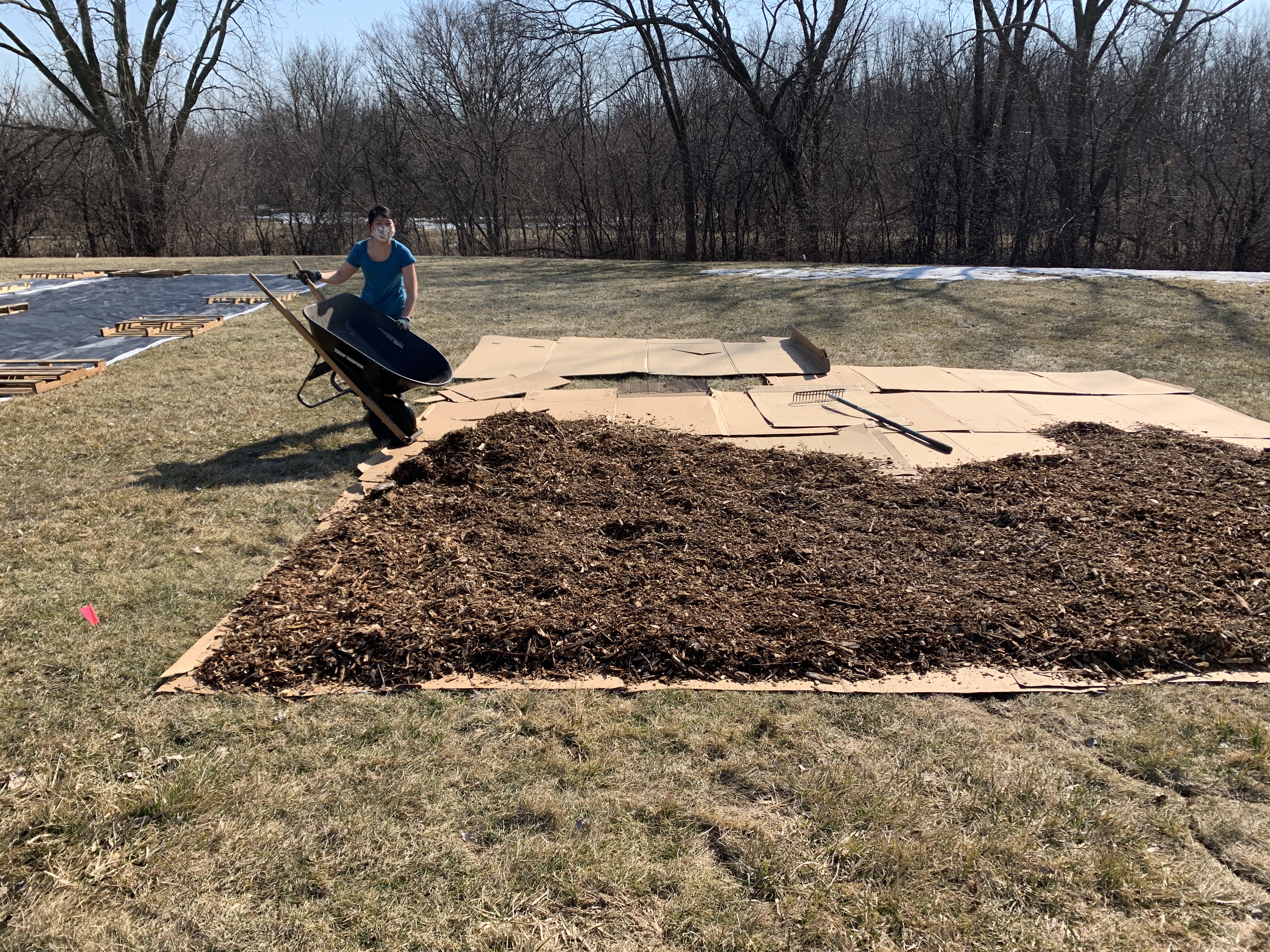 Converting a Portion of Lawn into Native Prairie
